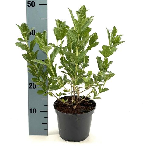 Brachyglottis compacta