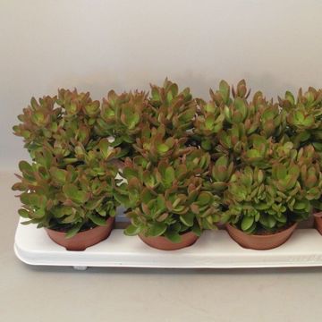 Crassula 'Moneymaker'