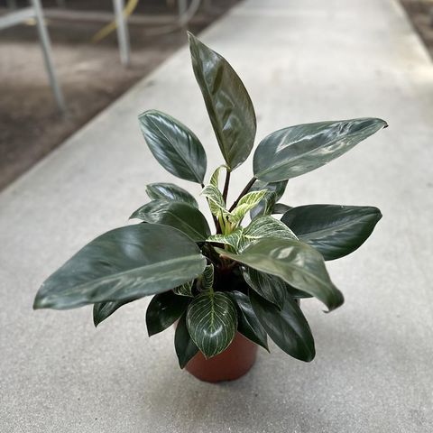 Philodendron 'Birkin Congo'