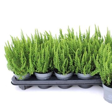 Calluna vulgaris SKYLINE VERONA