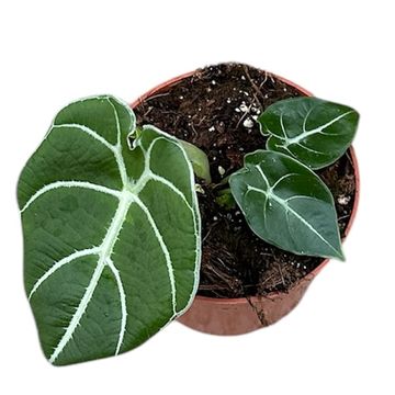 Alocasia 'Watsoniana'