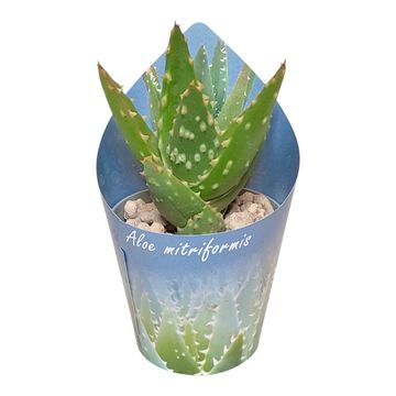 Aloe mitriformis