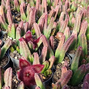 Stapelia hirsuta