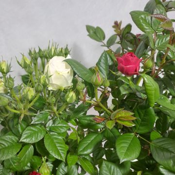 Роза STANDARD LARGE FLOWERING