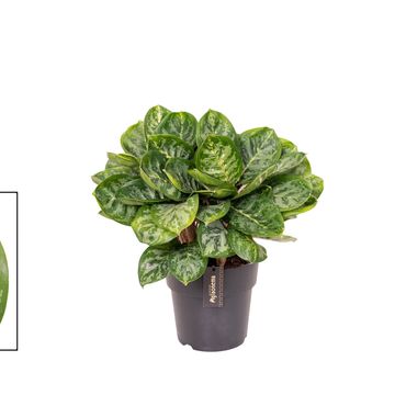 Аглаонема 'Tints of Mint'