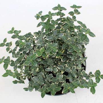 Euonymus fortunei 'Emerald Gaiety'