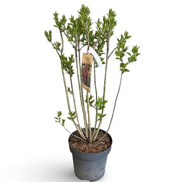 Syringa vulgaris 'Charles Joly'