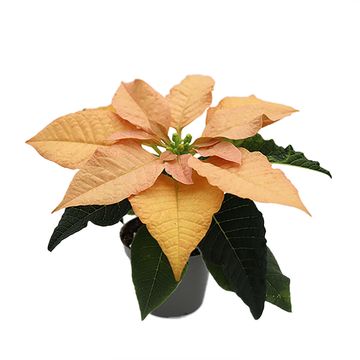 Euphorbia pulcherrima AUTUMN LEAVES