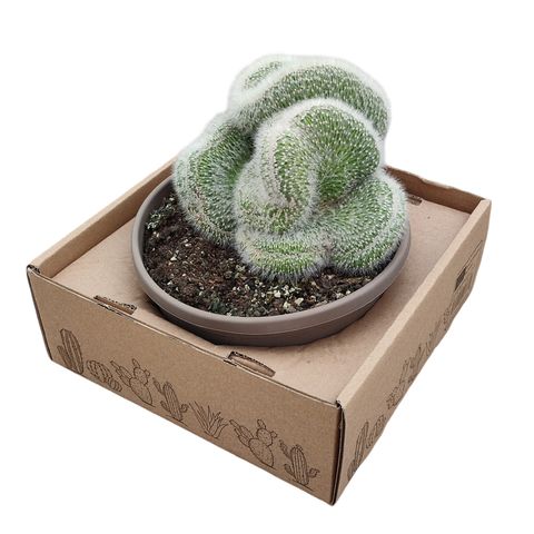 Cleistocactus straussii cristata