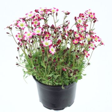 Saxifraga MARTO PICOTEE RED