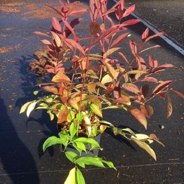 Itea virginica 'Henry's Garnet'