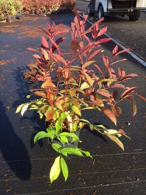 Itea virginica 'Henry's Garnet'