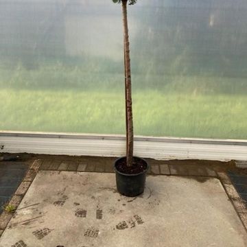 Chamaecyparis lawsoniana 'Stardust'