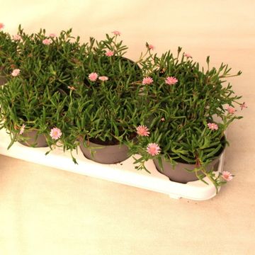 Delosperma cooperi LIDO PINK