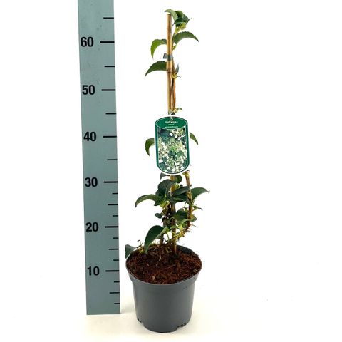 Hydrangea petiolaris