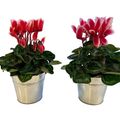Cyclamen persicum METIS FANTASIA ARTIC RED