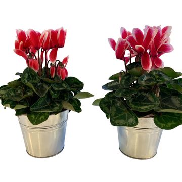 Cyclamen persicum METIS FANTASIA ARTIC RED