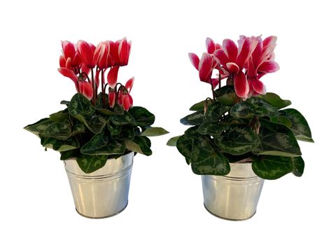Cyclamen persicum METIS FANTASIA ARTIC RED