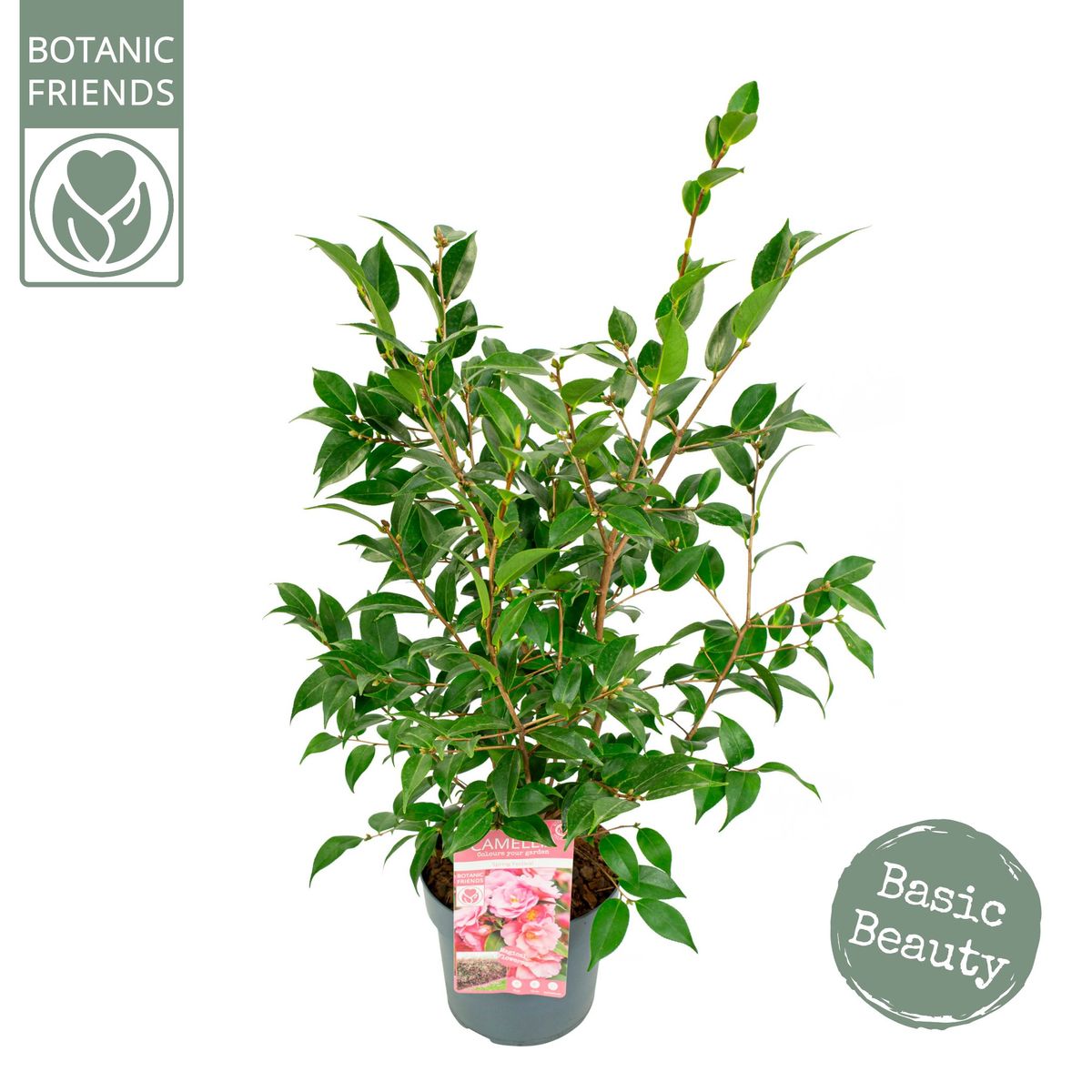 Camellia Spring Festival Plant Wholesale FlorAccess camellia-spring-festival-plant-wholesale-floraccess