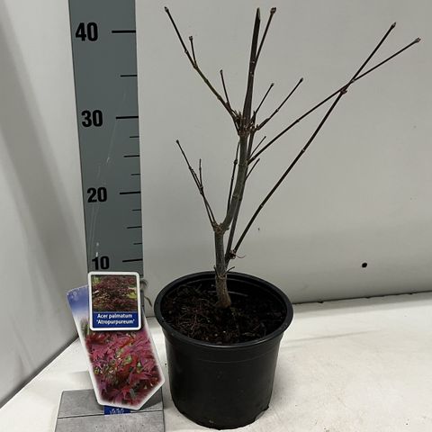 Acer palmatum 'Атропурпуреум'