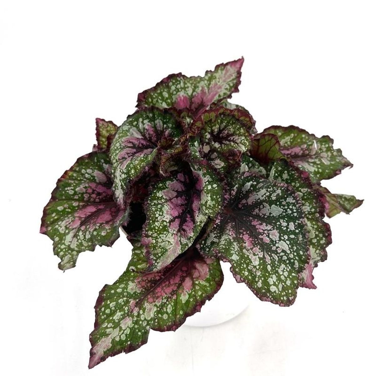 Begonia BELEAF ALASKA CREEK — Plant Wholesale FlorAccess
