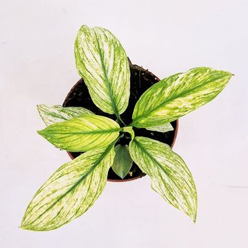Spathiphyllum 'Sensation Variegata'