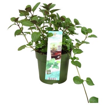 Mentha x piperita 'Granada'