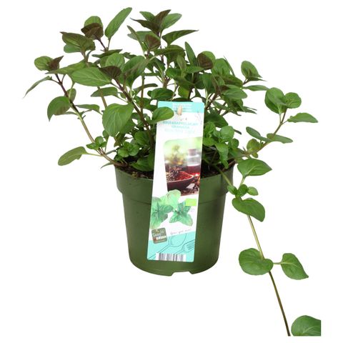 Mentha x piperita 'Granada'