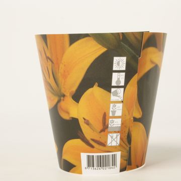 Lilium Asiatic hybrid