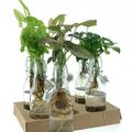 Kомпозиции Houseplants