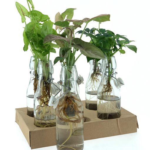 Composizione Houseplants