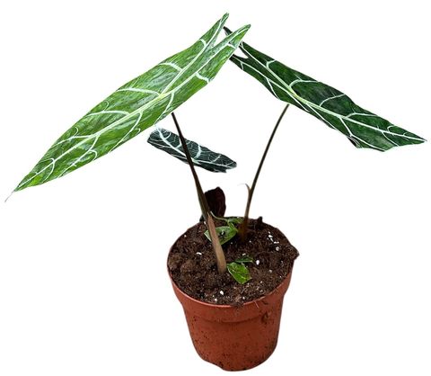 Alocasia 'Watsoniana Big Form'