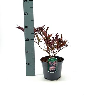 Sambucus nigra BLACK BEAUTY
