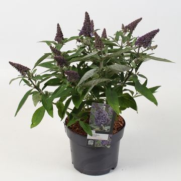 Buddleja davidii BUTTERFLY CANDY LILA SWEETHEART