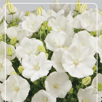 Campanula carpatica 'Pearl White'