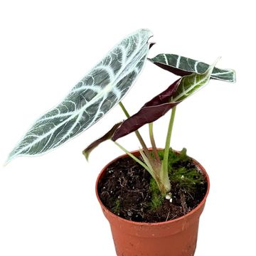 Alocasia 'Watsoniana Lightning'