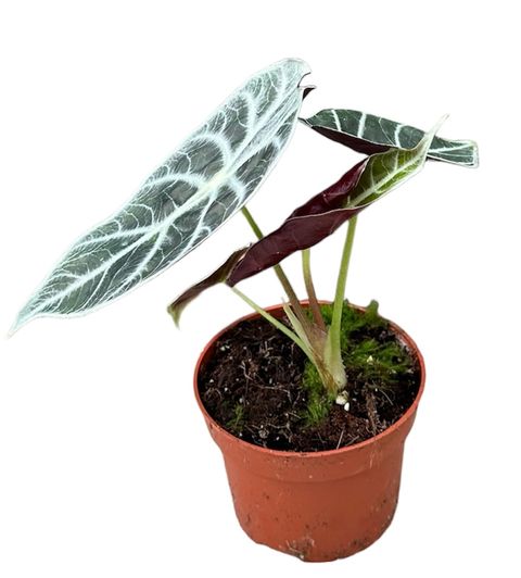 Alocasia 'Watsoniana Lightning'