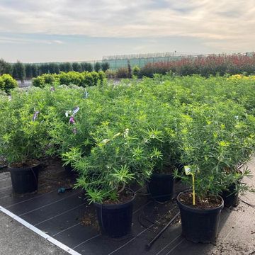 Choisya 'Aztec Pearl'