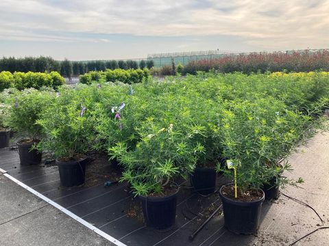 Choisya 'Aztec Pearl'