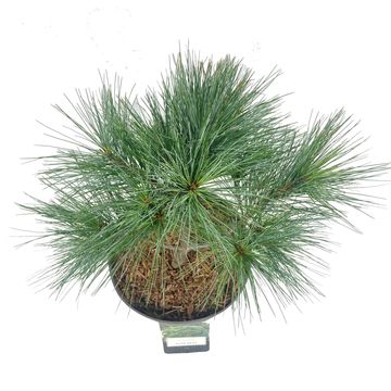 Pinus strobus 'Blue Shag'