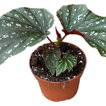 Begonia 'Aiai'