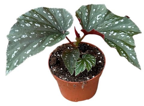 Begonia 'Aiai'
