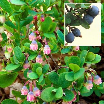 Vaccinium uliginosum