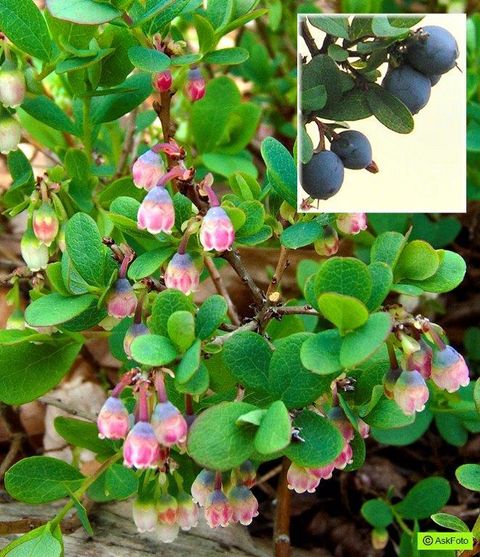 Vaccinium uliginosum