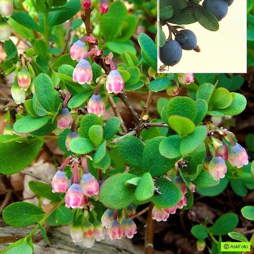 Vaccinium uliginosum