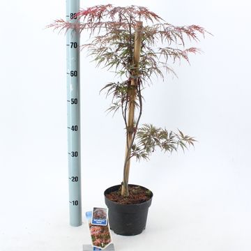 Acer palmatum 'Garnet'