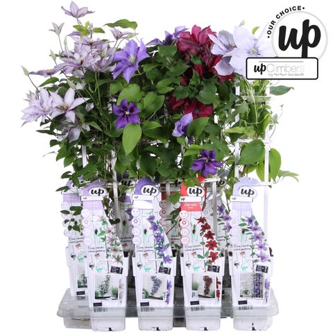 Clematis EVISON MIX
