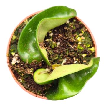 Hoya carnosa 'Compacta'