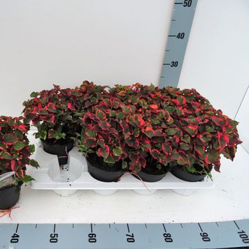 Houttuynia cordata 'Chameleon'