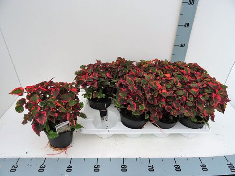 Houttuynia cordata 'Chameleon'